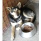 Baddy älterer Herr sucht warmes Körbchen, Schäferhund Mischling - Rüde