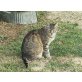 BÄR, Vermittlungshilfe, Einzelplatz mit Freigang   - Kater
