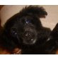 BÄRLI, Schnauzermix,Pflegestelle OÖ Welpen - Rüde
