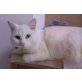 Bärbel, Hauskatze - Katze