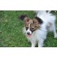 Bärchen, Papillon Welpen - Hündin