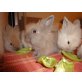 Bärchen, (Va)Nille, Petzi, Cookie, Zwergkaninchen