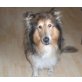 Bäri, Collie - Rüde