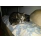 Bärli, Europäische Kurzhaarkatze - Kater