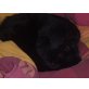 Bärli, Hauskatzen - Kater