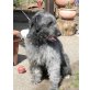 Bärli, Irischer Wolfshund-Bobtail - Rüde