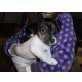 Bärli vom Mayer zu Au Gut, Jack-Russell-Terrier Welpen - Rüde