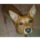 Bärly, Rehpinscher Spitz mix - Rüde