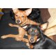 Bärly und Abby, Pinscher Spitz-Mix - Rüde