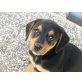 Baffy, Bibsy, Baby, Bonny , Zwergpinscher Welpen - Hündin