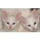 Baggio,Bajuro und Balu von der Kuschelnasen.., Türkische Angorakatze - Kater