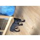 Bagheera, Amstaffmix Welpe Welpen - Rüde