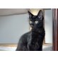 Bagheera, Türkische Angorakatze - Kater