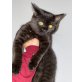Baghera BKH, Britisch Kurzhaarkatze - Kater