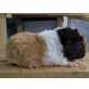 Baghira, Babe, Beauty, Bessy, US-Teddy - weiblich