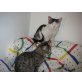 'Baghira' + 'Balu', 2 ausgesetzte Kitten suchen DRINGEND zu Hause - Katze