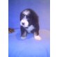 Baghira, Bearded Collie - Rüde