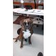 Baghira, Boxer - Hündin
