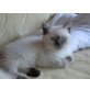 Baghira, Britisch Kurzhaarkatze - Kater