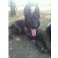 Baghira, Deutscher Schäferhund - Hündin