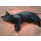 Baghira, Europäisch Kurzhaar - Katze