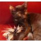 Baghira & Felix, Heilige Birma Mix - Kater