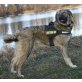 Baghira, Fescher Hirtenhundmix - Hündin