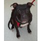 Baghira, Labrador Staffi Mix Hündin sucht neues Heim! - Hündin