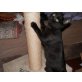 Baghira, Mischling - Kater