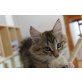 Baghira vom Achensee, Norwegische Waldkatze - Kater