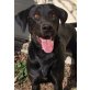 Bagira, Labrador-Mix - Rüde