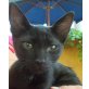 Bagira, Mischling - Katze