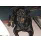 Bagira, Rottweiler - Hündin