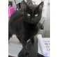 Baguira, Mischling - Katze