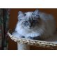 Bahantka v. Bajkal Stern, Neva Masquarade - Katze