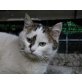 Bahar, Mischling - Katze