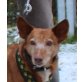 Bailet - Senior, Podenco Andaluz - Rüde