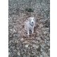 Bailey, Bailey sucht ein zu Hause - Rüde
