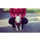 Bailey, Bullterrier - Hündin