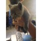 Bailey, Hauskatze - Kater