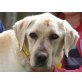 Bailey I, Labrador Retriever - Rüde