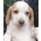 Bailey, Mischling Welpen - Rüde