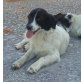 Bailey, Mischlingshündin Bailey sucht ihr Körbchen - Hündin