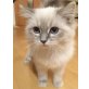 Bailey , Ragdoll - Katze