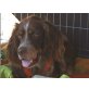 Bailey, genügsam und sensibel - Rüde