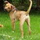 Bailey interessiert, freundlich, jung, Mischlingswelpe Welpen - Rüde