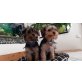 Bailey und Leo, Yorkshire Terrier Welpen - Rüde