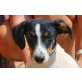 Bailey, unkompliziert und sehr lieb - Rüde