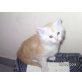 Baileys, Maine Coon - Kater