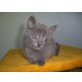 Baily, Balou & Brayan, Chartreux - Kater